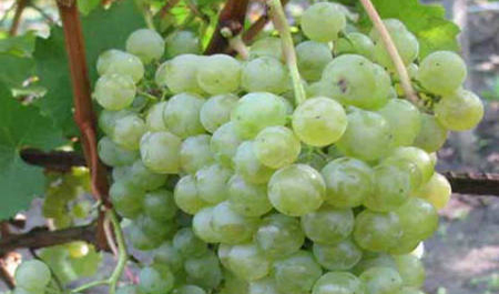 Плоды саженцев технических сортов винограда - Рислинг магарача